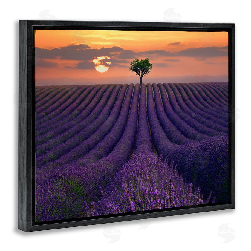 Lee Sie | Lavender Flowers Warm Sunset Field