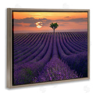Lee Sie | Lavender Flowers Warm Sunset Field