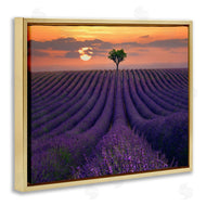 Lee Sie | Lavender Flowers Warm Sunset Field