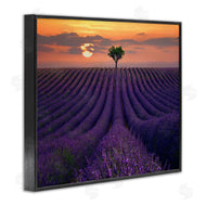 Lee Sie | Lavender Flowers Warm Sunset Field
