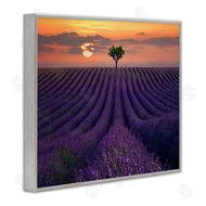 Lee Sie | Lavender Flowers Warm Sunset Field