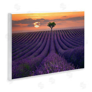 Lee Sie | Lavender Flowers Warm Sunset Field