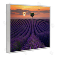 Lee Sie | Lavender Flowers Warm Sunset Field