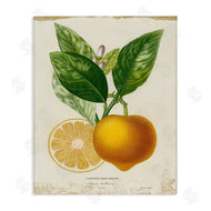 Studio W | Vibrant French Lemon Illustration