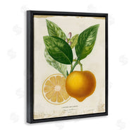 Studio W | Vibrant French Lemon Illustration