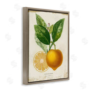 Studio W | Vibrant French Lemon Illustration