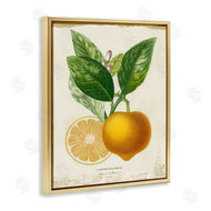 Studio W | Vibrant French Lemon Illustration