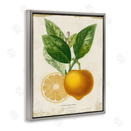 Studio W | Vibrant French Lemon Illustration