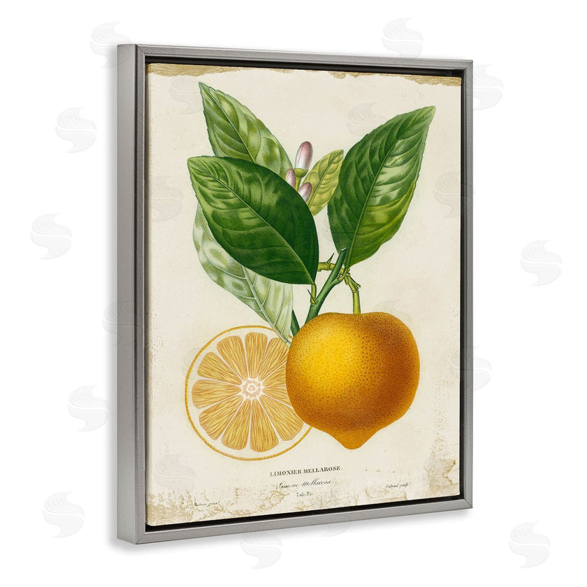 Studio W | Vibrant French Lemon Illustration