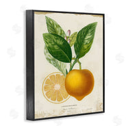 Studio W | Vibrant French Lemon Illustration