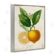 Studio W | Vibrant French Lemon Illustration