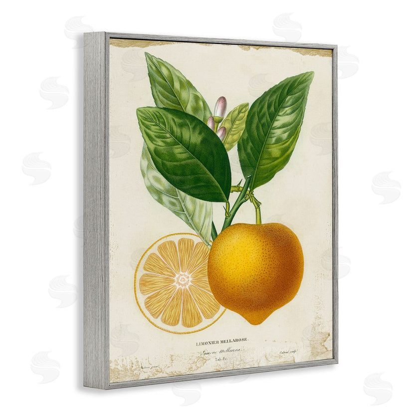 Studio W | Vibrant French Lemon Illustration