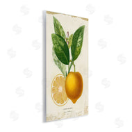Studio W | Vibrant French Lemon Illustration