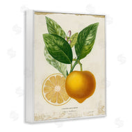 Studio W | Vibrant French Lemon Illustration
