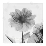 Albert Koetsier | Opaque Dahlia Flower Silhouette