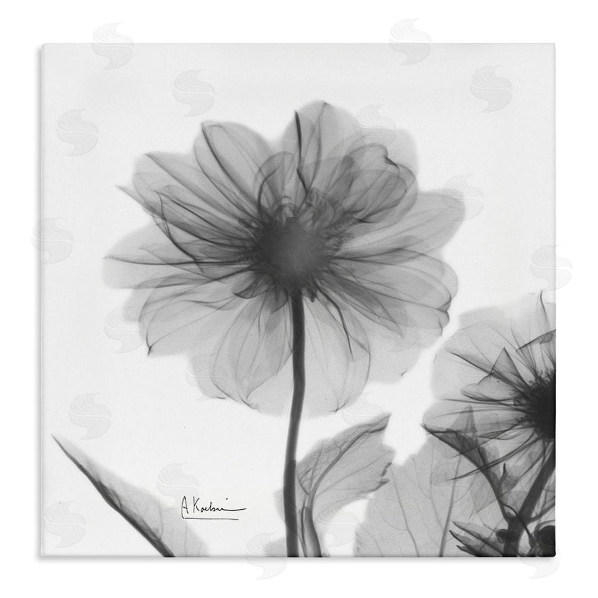 Albert Koetsier | Opaque Dahlia Flower Silhouette