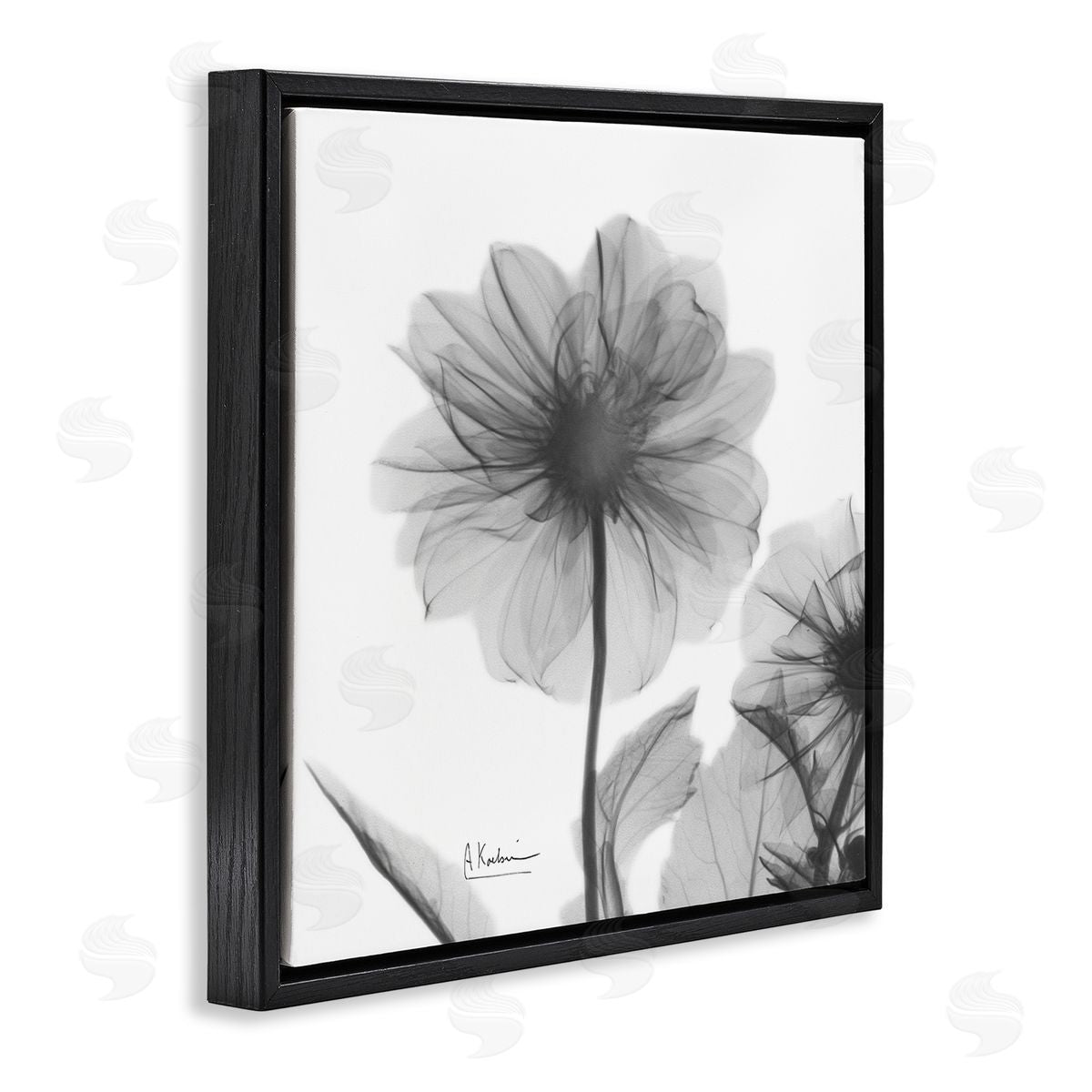 Albert Koetsier Opaque Dahlia Flower Silhouette Black Floater Frame Canvas Art