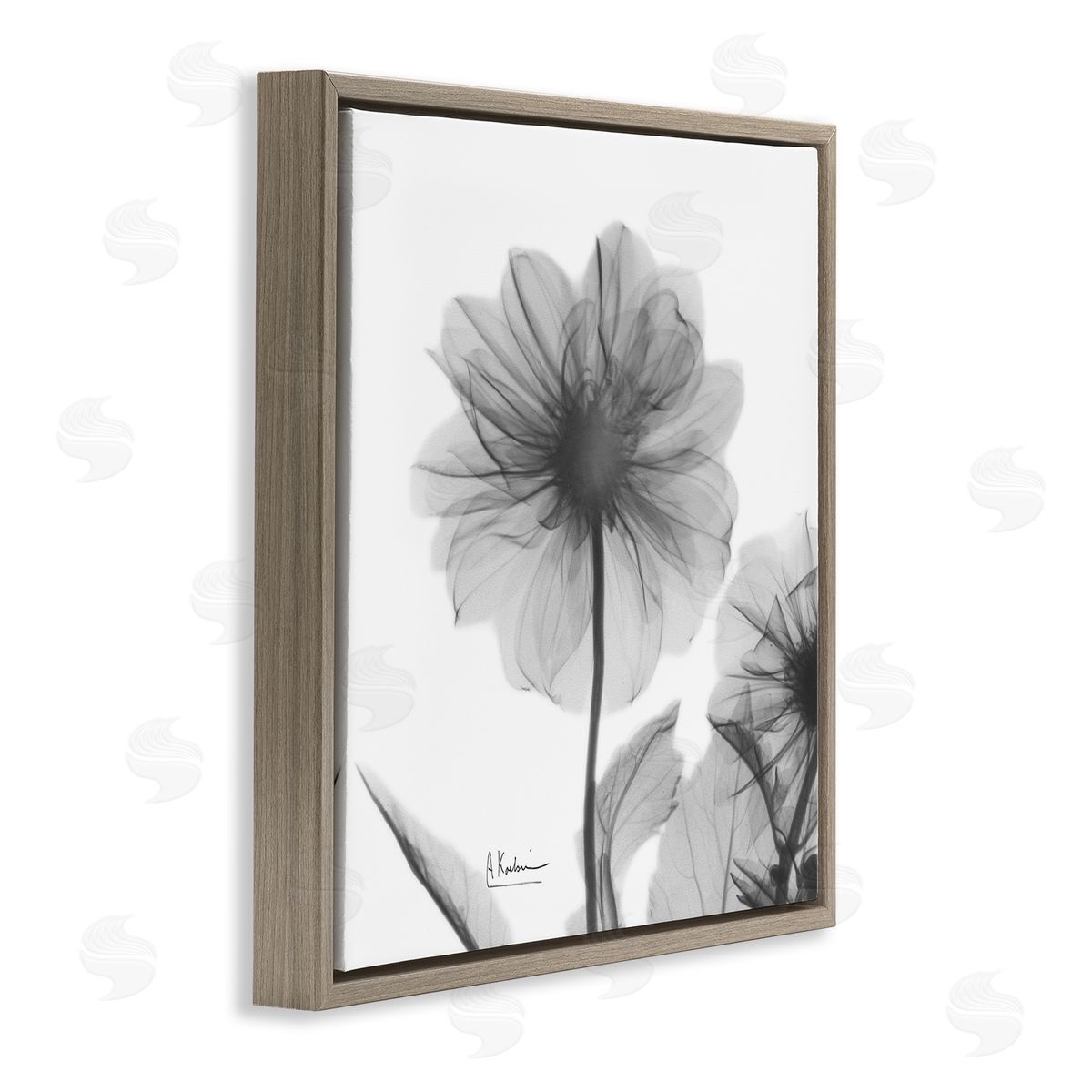 Albert Koetsier Opaque Dahlia Flower Silhouette Brown Floater Frame Canvas Art