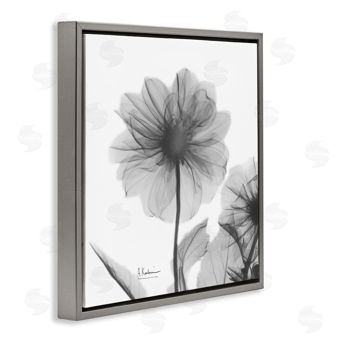 Albert Koetsier Opaque Dahlia Flower Silhouette Gray Floater Frame Canvas Art