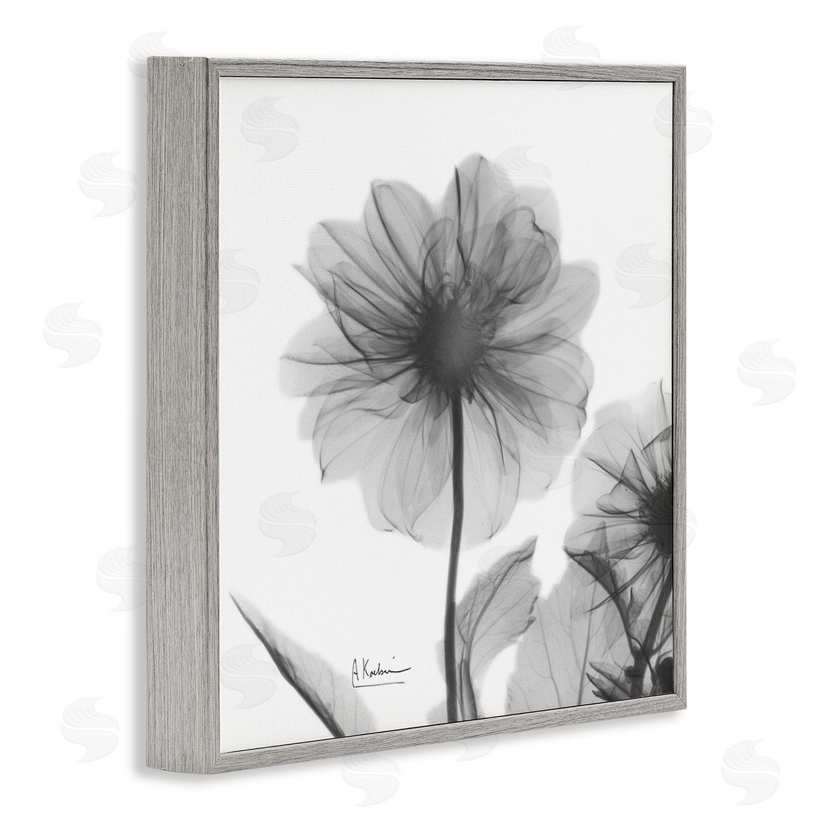 Albert Koetsier Opaque Dahlia Flower Silhouette Gray Framed Giclee Wall Art