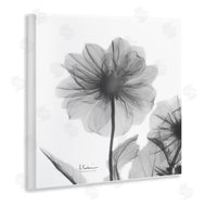 Albert Koetsier | Opaque Dahlia Flower Silhouette