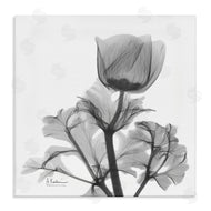 Albert Koetsier | Opaque Anemone Floral Minimal Silhouette