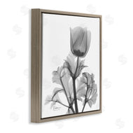 Albert Koetsier | Opaque Anemone Floral Minimal Silhouette
