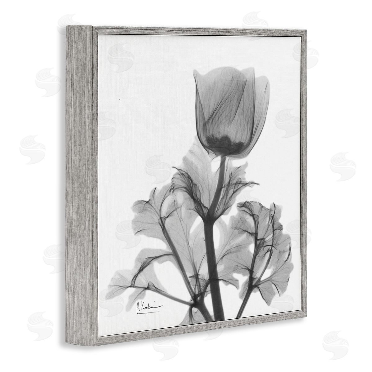 Albert Koetsier Opaque Anemone Floral Minimal Silhouette Gray Framed Giclee Wall Art