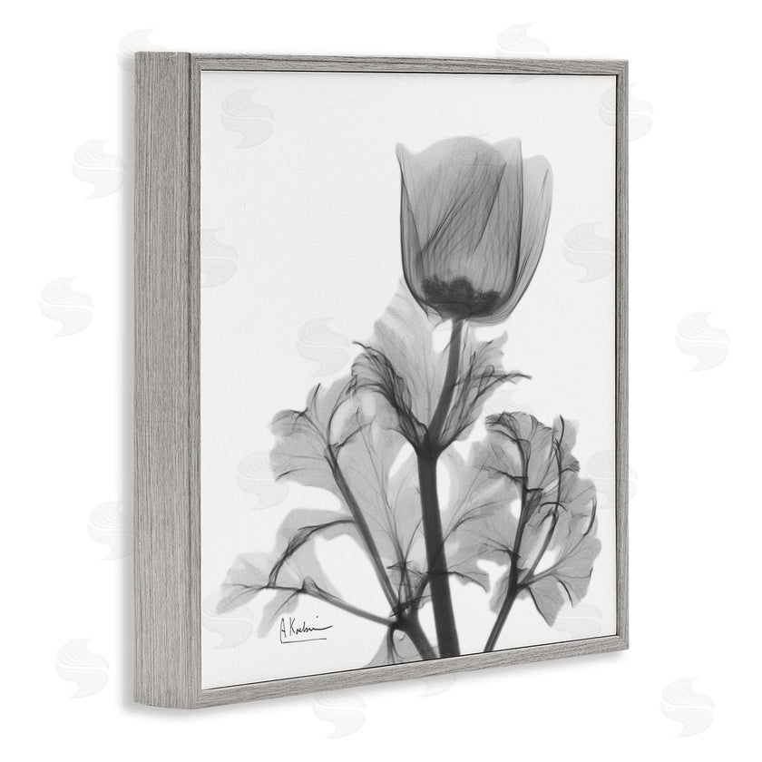 Albert Koetsier | Opaque Anemone Floral Minimal Silhouette