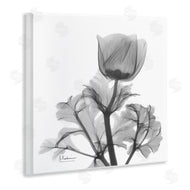 Albert Koetsier | Opaque Anemone Floral Minimal Silhouette