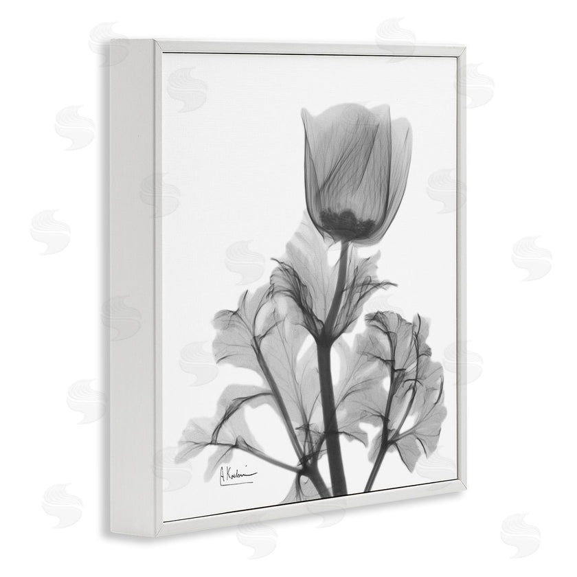 Albert Koetsier | Opaque Anemone Floral Minimal Silhouette