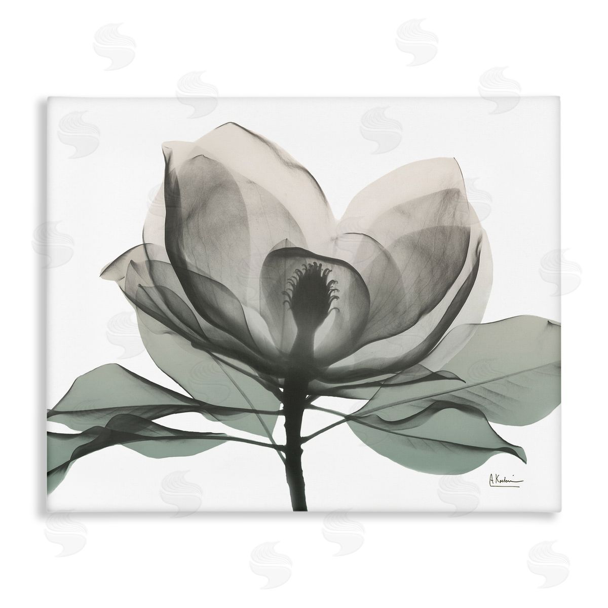 Albert Koetsier White Magnolia Flower Green Silhouette Canvas Wall Art
