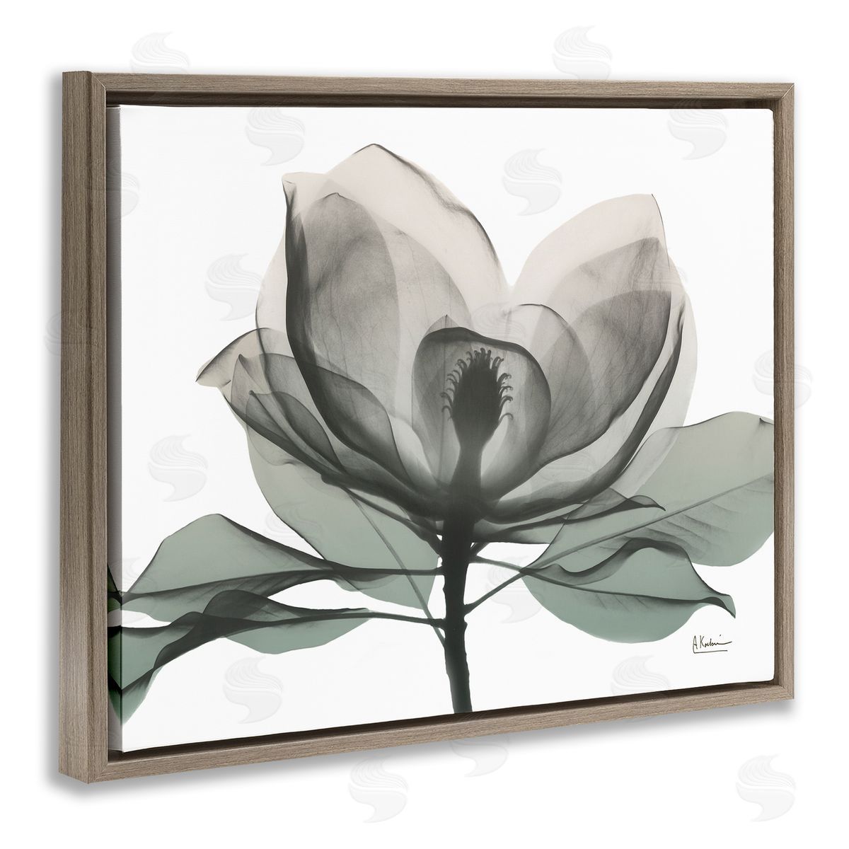 Albert Koetsier White Magnolia Flower Green Silhouette Brown Floater Frame Canvas Art