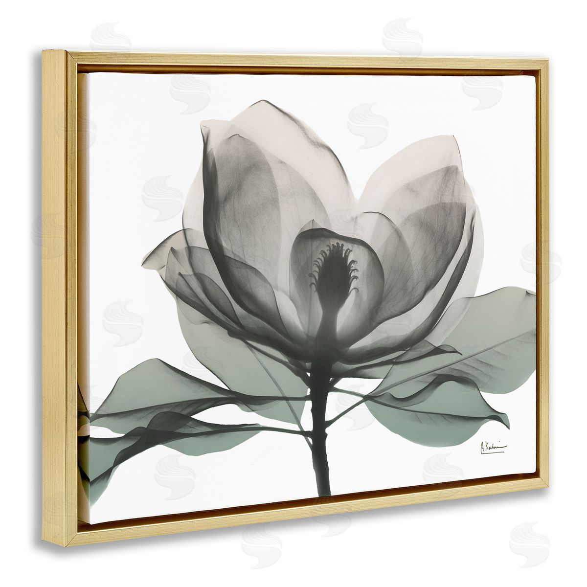 Albert Koetsier White Magnolia Flower Green Silhouette Gold Floater Frame Canvas Art
