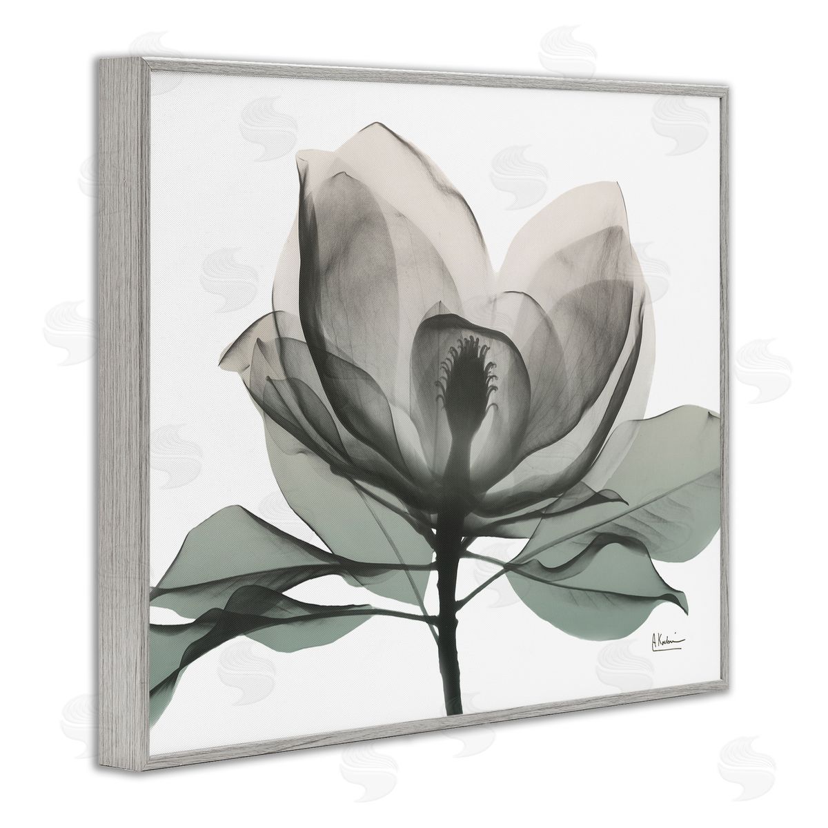 Albert Koetsier White Magnolia Flower Green Silhouette Gray Framed Giclee Wall Art