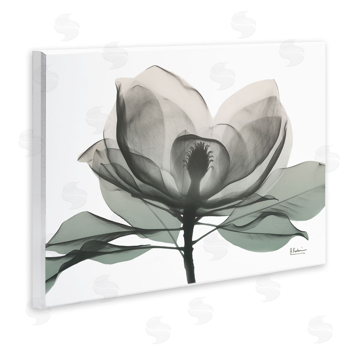 Albert Koetsier White Magnolia Flower Green Silhouette Wall Plaque Art