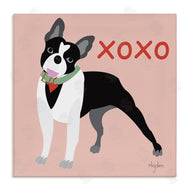 Mark Higden | Boston Terrier Dog Hugs and Kisses