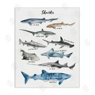 Ziwei Li | Shark Chart Watercolor Marine Animals