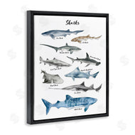 Ziwei Li | Shark Chart Watercolor Marine Animals