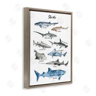 Ziwei Li | Shark Chart Watercolor Marine Animals