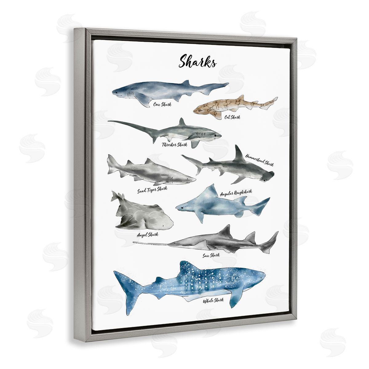 Ziwei Li Shark Chart Watercolor Marine Animals Gray Floater Frame Canvas Art