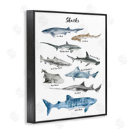 Ziwei Li | Shark Chart Watercolor Marine Animals