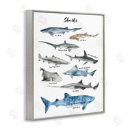 Ziwei Li | Shark Chart Watercolor Marine Animals