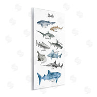 Ziwei Li | Shark Chart Watercolor Marine Animals