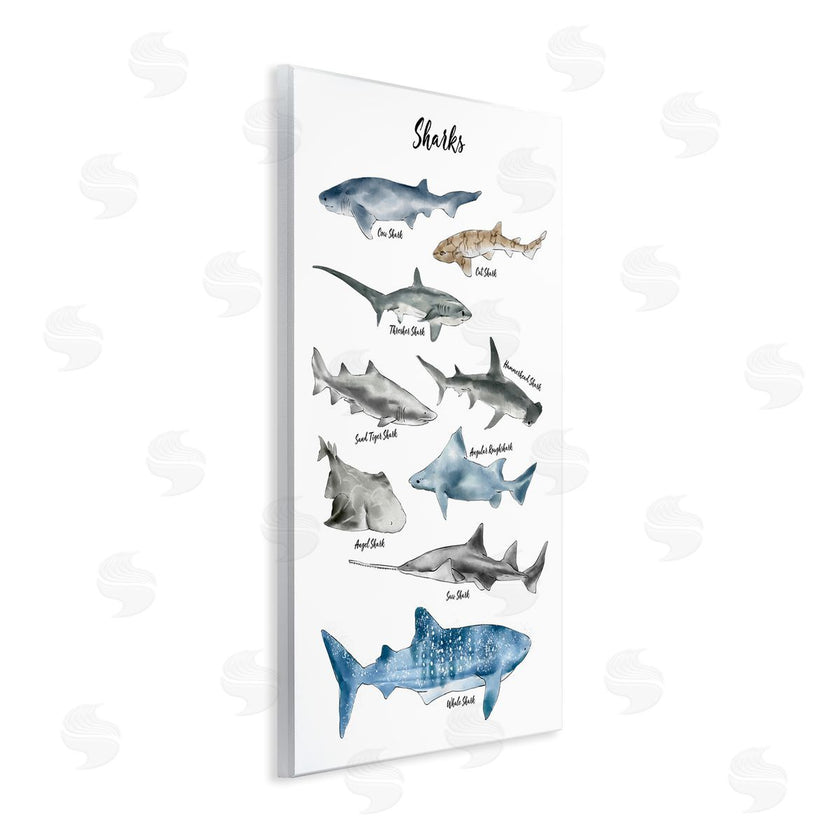 Ziwei Li | Shark Chart Watercolor Marine Animals