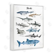 Ziwei Li | Shark Chart Watercolor Marine Animals