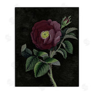 Stupell Studio | Purple Poppy Vintage Illustration