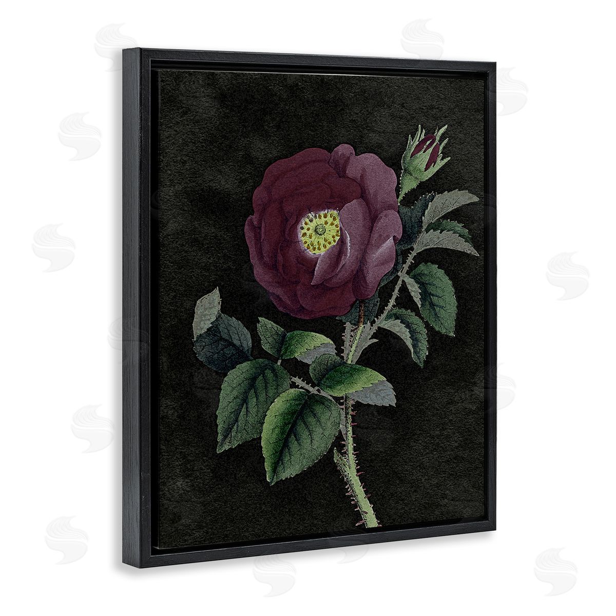 Stupell Studio Purple Poppy Vintage Illustration Black Floater Frame Canvas Art