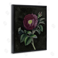 Stupell Studio | Purple Poppy Vintage Illustration