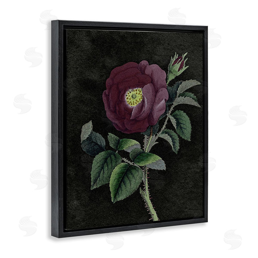 Stupell Studio | Purple Poppy Vintage Illustration